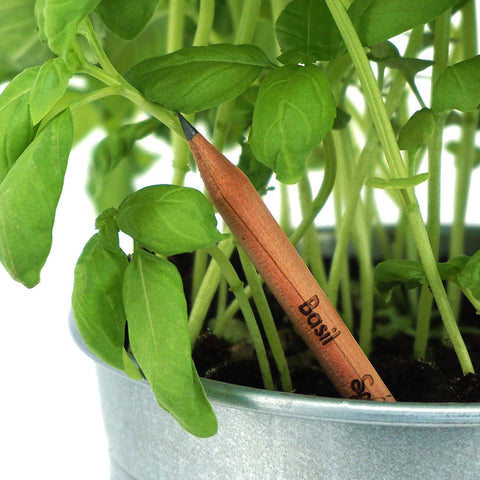 WHEN THESE PENCILS ARE TOO SHORT TO USE, PLANT THEM TO GROW HERBS
